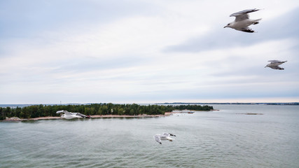 above view of few seagulls flying to green land