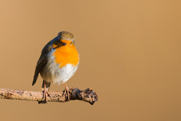 Robin bird 