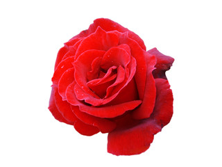 Eine rote Rose freigestellt auf weißem Hintergrund