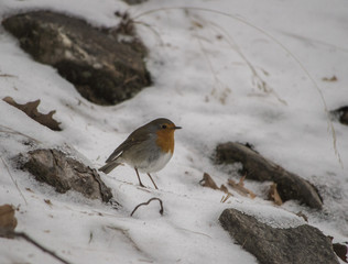 Pettirosso nella Neve