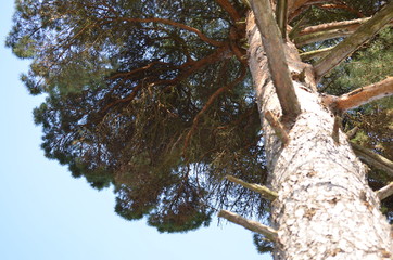 Pine