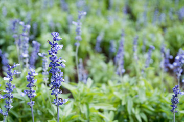 Naklejka premium Lavender purple flowers blossom field garden. beautiful natural background.