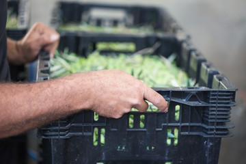 Male hands holding a box with ripe olives