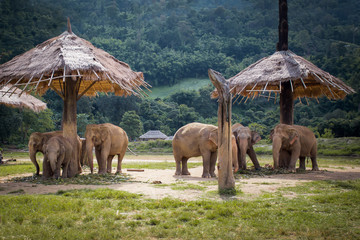 Herd of elephants in the nature park in Chiang Mai - obrazy, fototapety, plakaty