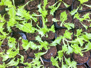fresh organic Dandelion green salad vegetable farm. raw healthy veggies natural food background. top view.