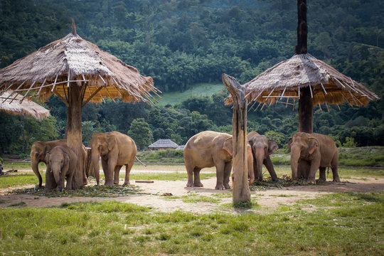 Fototapeta Herd of elephants in the nature park in Chiang Mai