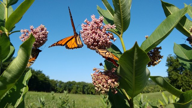 Monarchs And Milkweed, Blue Background