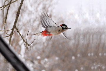 Woodpecker in flight