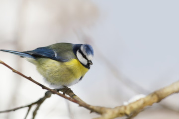 Fluffy Blue tit sitting on a branch on a cold day