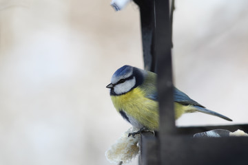 Little blue tit with a piece of bread in its claws