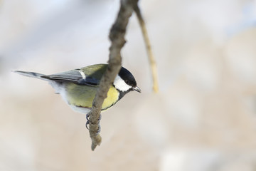 Tit sitting on a lonely branch sideways to the camera