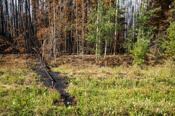 Edge of forest fire and downed tree