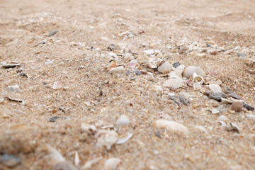 Shells on the sand