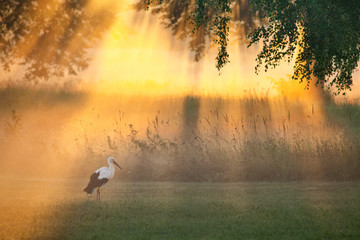 Stork under sun rays, sunrise