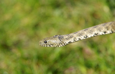 European smooth snake (Coronella austriaca)