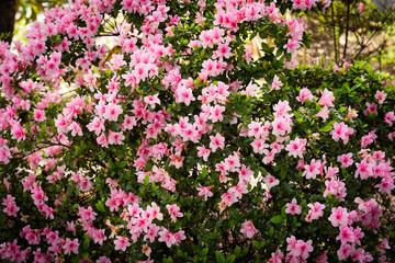 Fototapeta premium flower