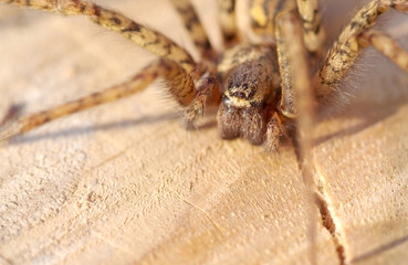 Spider on Wood surface
