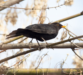 starling on tree