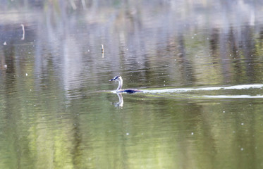 wild duck on the lake