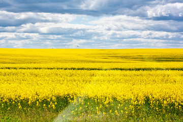 Obraz premium field of yellow rape against cloudy blue sky