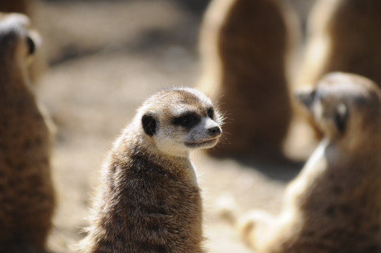 Family of Meerkats in the sun