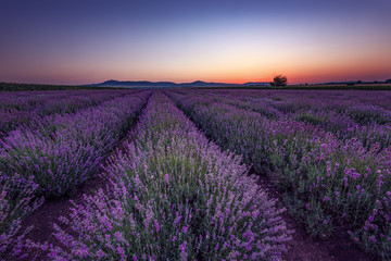 Naklejka na ściany i meble Lavender fields. Beautiful image of lavender field. Summer sunrise landscape, contrasting colors, dramatic sky.