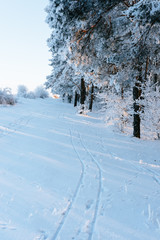 fabulous winter forest