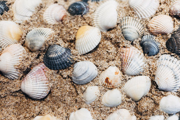 Sea shells background
