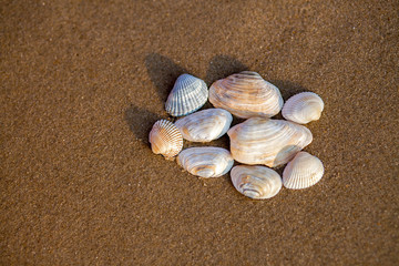 Fototapeta na wymiar Shells in the sand on the beach, close-up
