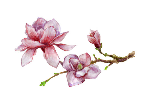Watercolor illustration with magnolia branch isolated on white background. Spring image with blooming flowers. Wedding card