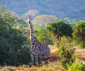 Fototapeta premium Giraffe in East Tsavo Park in Kenya