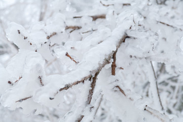 Freezing rain covered the trees and surface in a park forest