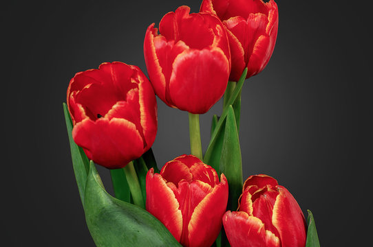 A bouquet of tulips