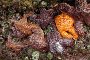 Purple and orange starfish