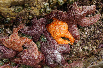 Purple and orange starfish