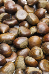 Fototapeta premium Raw sweet chestnuts. Ready for cooking.