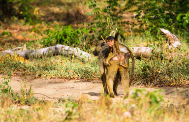 Baboon baby riding on back of his mother.  Ararbuko Sokoke fores