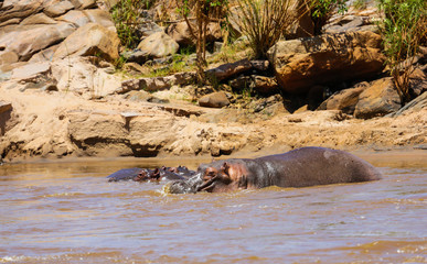 Hippopotamus in river. Tsavo East park. Kenya.
