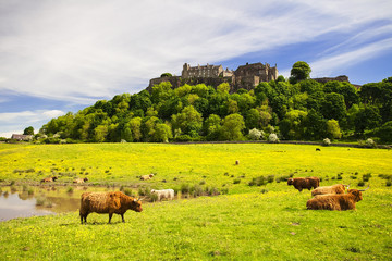 Highland cow in front of Stirling Castle - 135622213