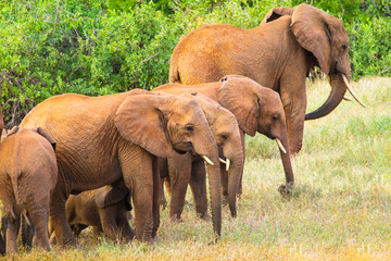Fototapeta na wymiar Red elephants in Tsavo East National Park. Kenya.