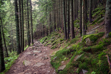 path in the forest in the Carpathian mountains