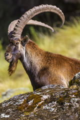 Walia Ibex (Capra walie), male. Ethiopia, Simien Mountains National Park - obrazy, fototapety, plakaty