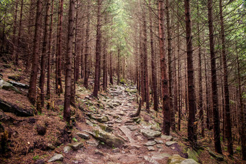 path in the forest in the Carpathian mountains