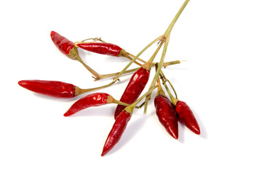 Dried red chili or chilli cayenne pepper isolated on white background cutout