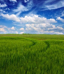 Obraz premium green wheat field