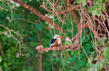 Grey-headed Kingfisher  (Halcyon leucocephala leucocephala). T