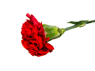 Red carnation flower isolated on white background
