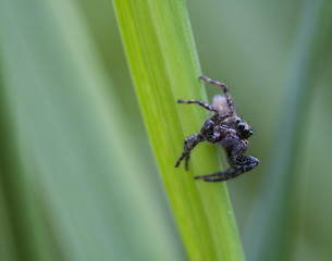 Springspinne auf der Jagd