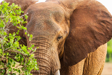 Fototapeta na wymiar Red elephant in Tsavo East National Park. Kenya.