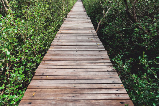 Tree tunnel, Wooden Bridge In Mangrove Forest © nipastock
